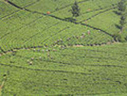 Fondi agricoli - foto di Maksim