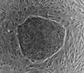 Human embryonic stem cell - Immagine di Id711