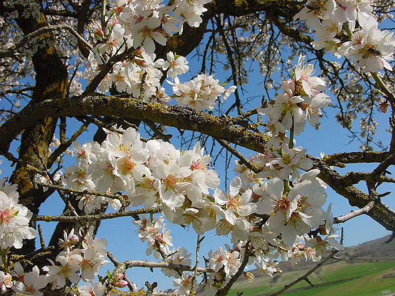 Albero - foto di Lourdes Cardenal 