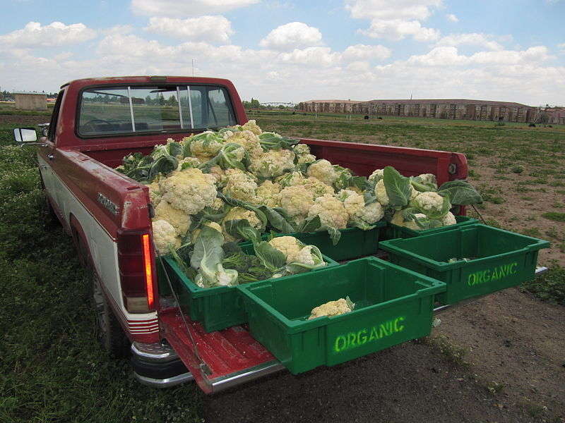 Organic food - foto di Pattymooney