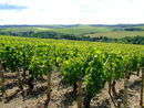 Grapevine - foto di Chablis