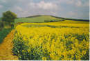 Oilseed rape - foto di Colin Smith