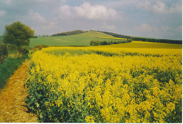 Oilseed rape - foto di Colin Smith