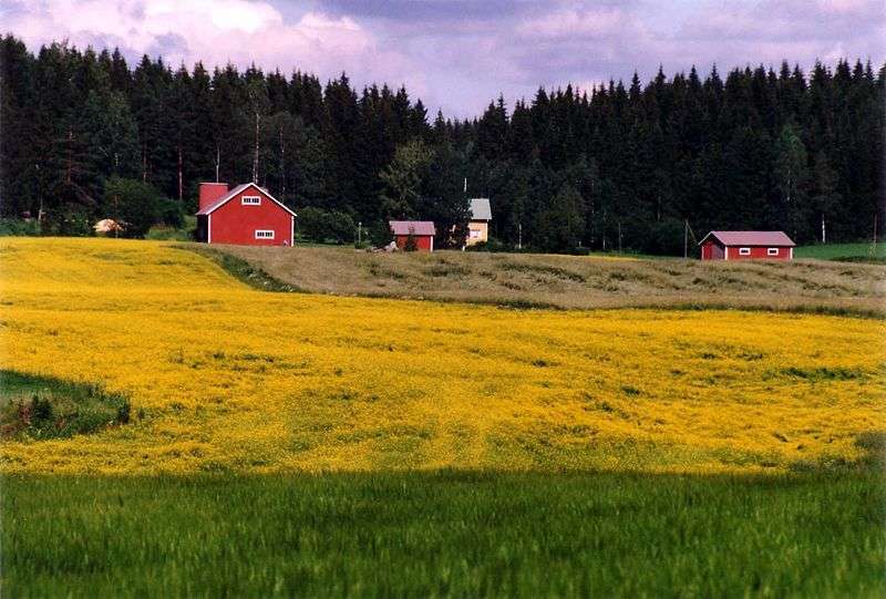 campo - autore: Petritap