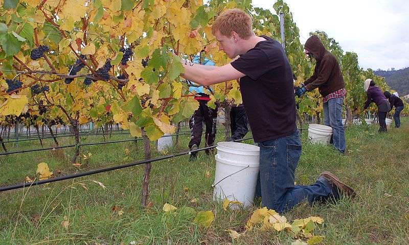 Vendemmia - foto di Mark Smith