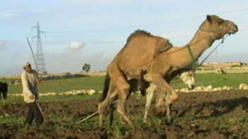 Agricoltura in Marocco - foto di Lucien Mahin