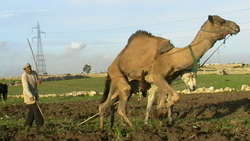 Agricoltura in Marocco - foto di Lucien Mahin