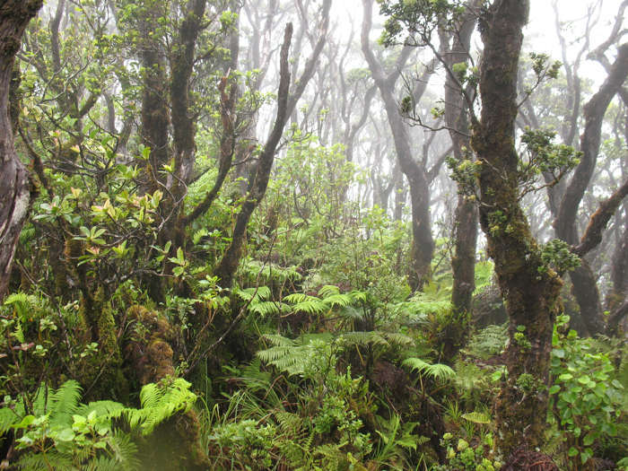 Foresta - foto di Melora Purell 