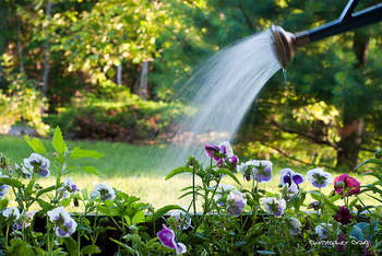 Watering can - foto di Christopher Craig