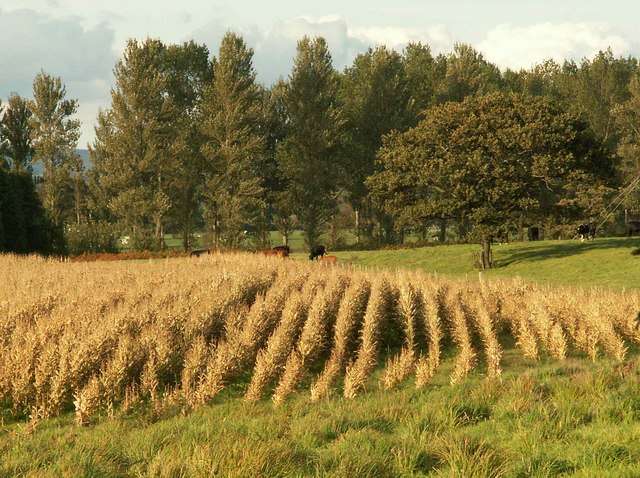 Agricoltura - foto di Rose and Trev Clough