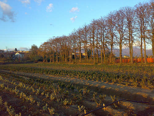 Agricoltura - foto di Andrea Grandi 