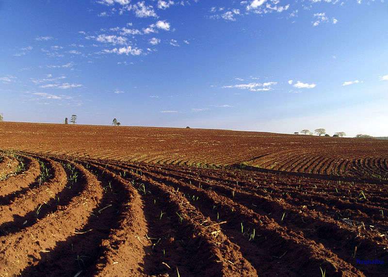 Terreno - Foto di Reynaldo