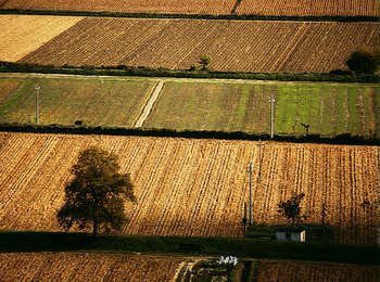 Campi - foto di Hop-Frog