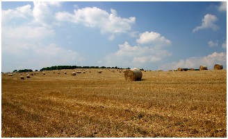 Campo di Grano